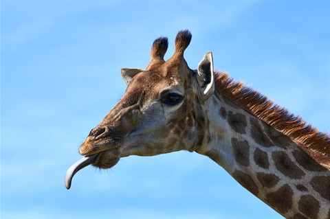 Giraffe sticking it's tongue out.
