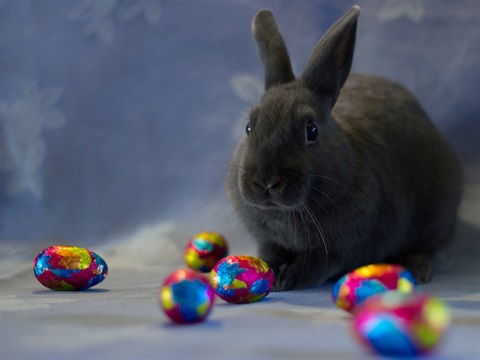 J Pascal from Pixabay Easter Rabbit.jpg